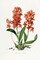 Star Orchid Poster Print by John Lindley - Item # VARPDX266778